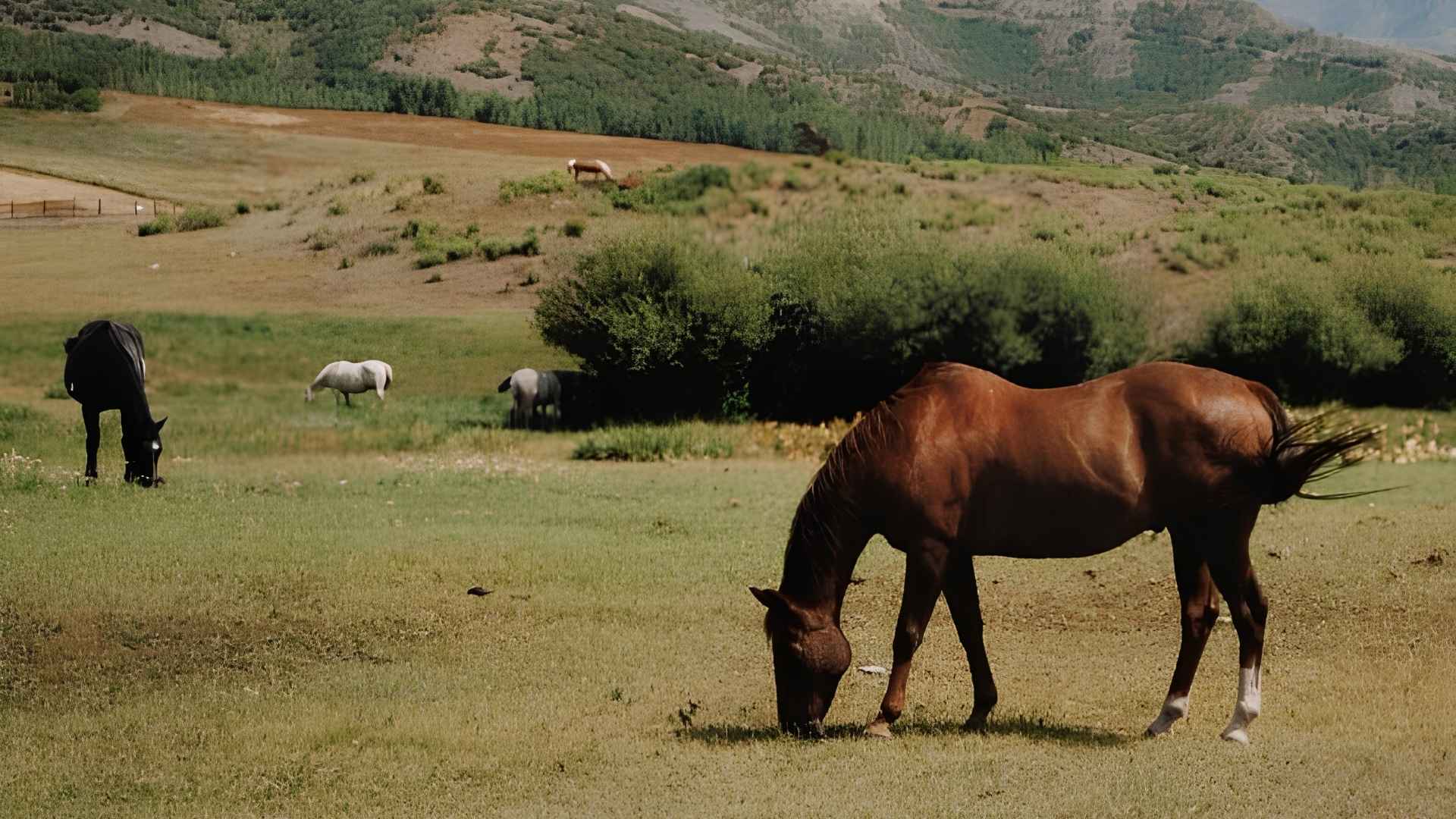 Brumbies