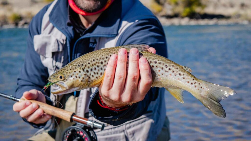 Snowy trout challenge