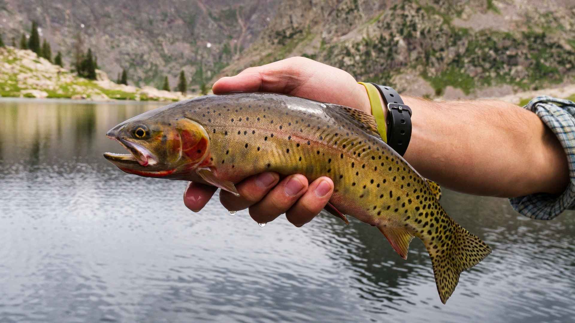 Trout fishing